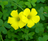 Gelb Braun Sauerklee Blumensamen zur Aussaat Schnitt Blume beliebt Traditionssorte & ohne Gentechnik Samen Hausgarten