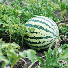 SF184 Hime Kansen (Japanese Icebox Watermelon) Samen