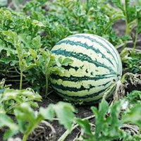 SF184 Hime Kansen (Japanese Icebox Watermelon) Samen