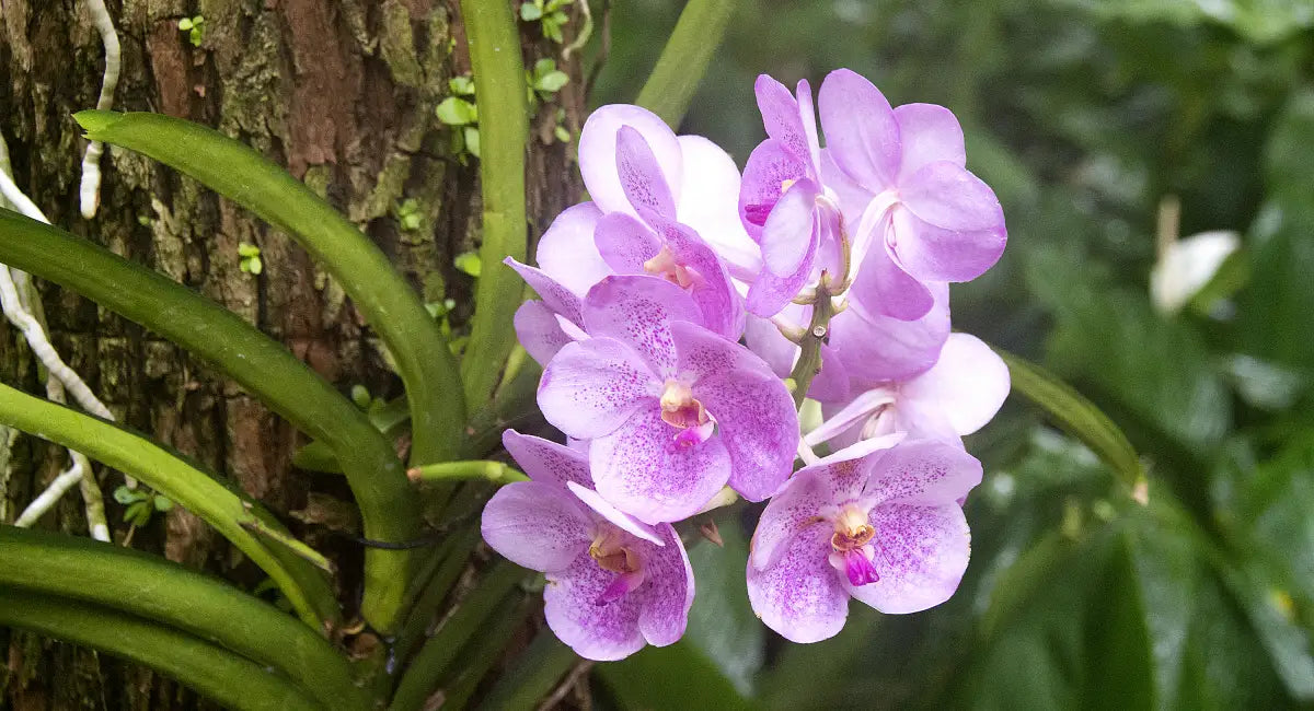 Weiß Violett Schmetterlingsorchidee Orchidee Blumensamen zur Aussaat pflegeleicht Traditionssorte & ohne Gentechnik Samen Hausgarten