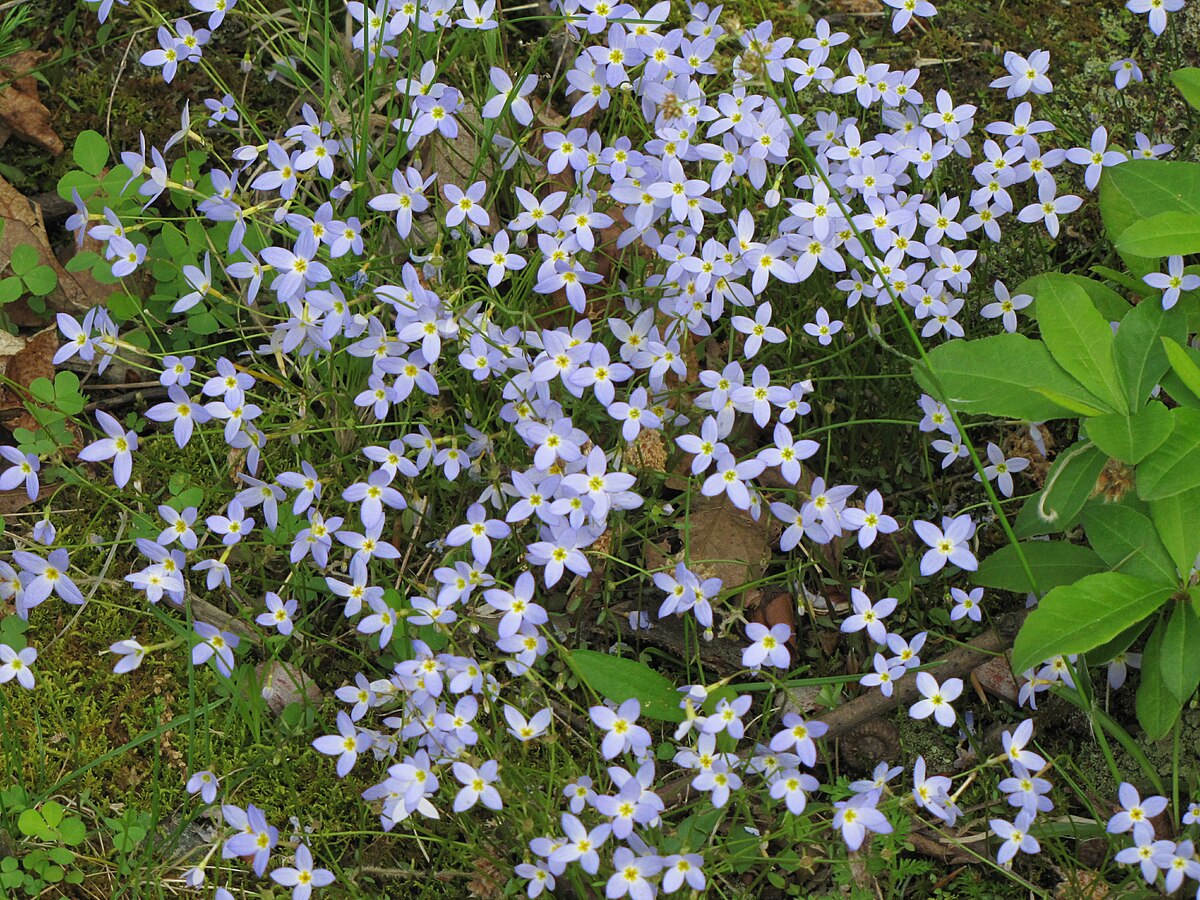 Houstonia Houstonia spp Blumensamen zur Aussaat Blume Beet