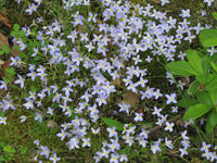 Houstonia Houstonia spp Blumensamen zur Aussaat Blume Beet
