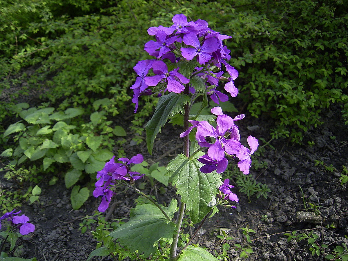 Honesty (honesty blume) samen for anpflanzung in home garten