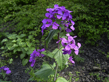 Honesty (honesty blume) samen for anpflanzung in home garten