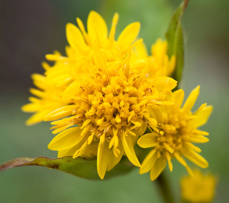 Solidago Canadensis Blumensamen zur Aussaat saisonal Dauerblüher Traditionssorte & ohne Gentechnik Samen Hausgarten