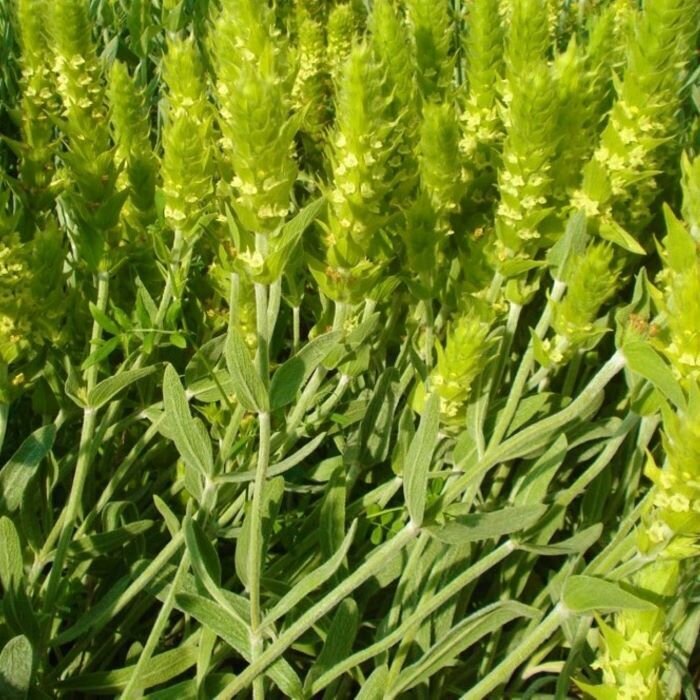 Sideritis Scardica Samen For Aussaat