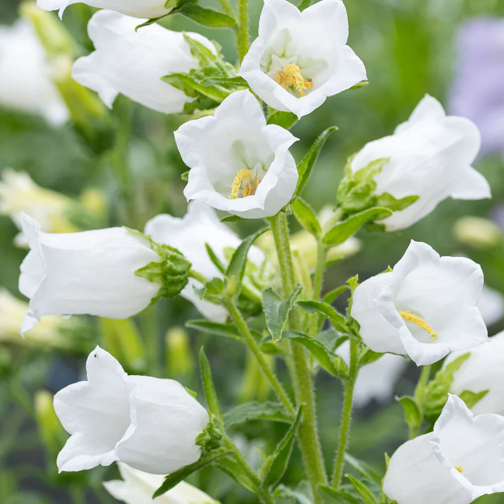 Weiß Canterbury Bells Blumensamen zur Aussaat leuchtend Traditionssorte & ohne Gentechnik Samen Hausgarten
