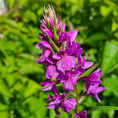 Dactylorhiza Blumensamen zur Aussaat – pflegeleicht – Traditionssorte & ohne Gentechnik Samen Hausgarten