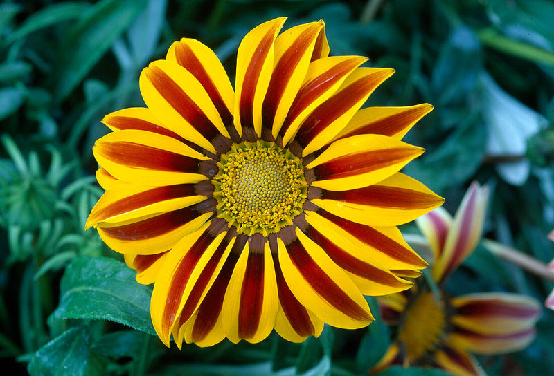Gelb Rot Mittagsgold Rigens Blume Samen zur Aussaat leuchtend Blüten Garten