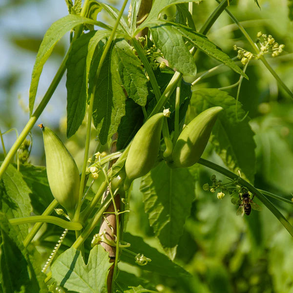 Cyclanthera Samen for Easy Gemüse Planting