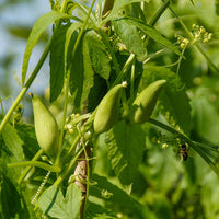 Cyclanthera Samen for Easy Gemüse Planting