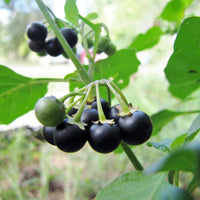 Solanum burbankii Samen für einfaches Anpflanzen