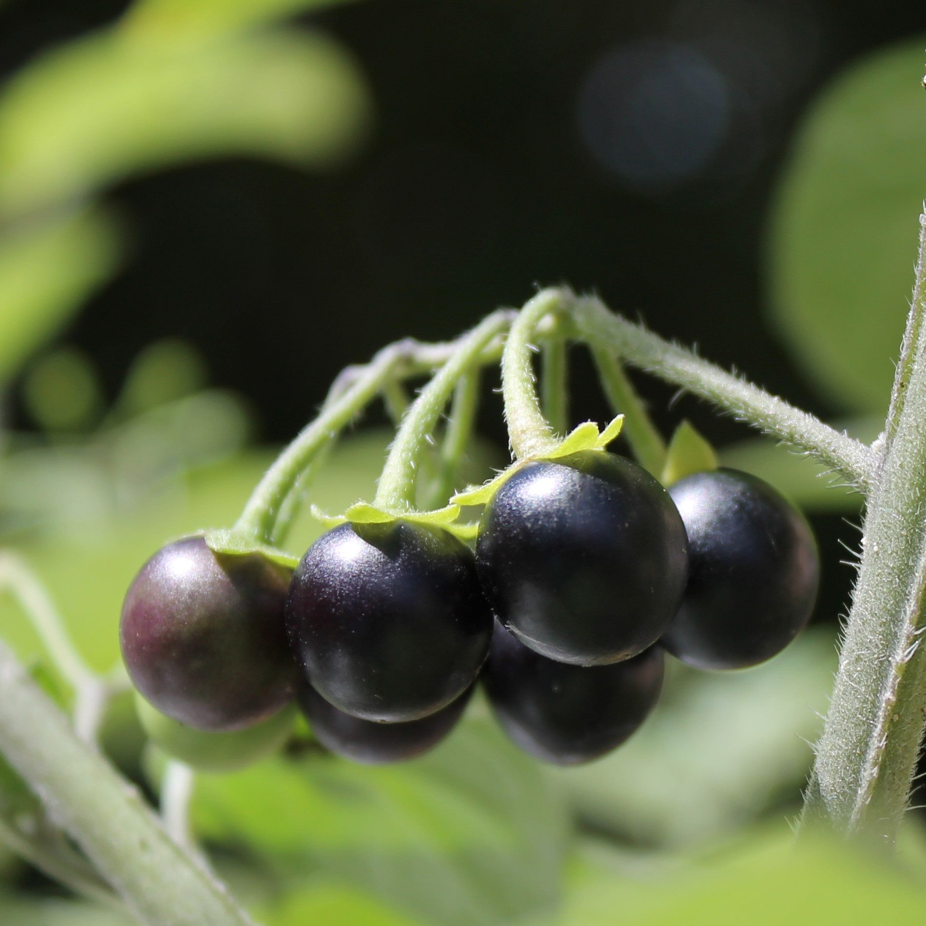 Solanum burbankii Samen für einfaches Anpflanzen