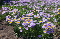 Lila Gelb Erigeron Blumensamen für eine farbenfrohe Aussaat