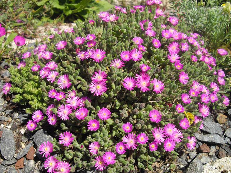 Drosanthemum Hispidum Blumensamen zur Aussaat Wildblume Mischung Traditionssorte & ohne Gentechnik Samen Hausgarten
