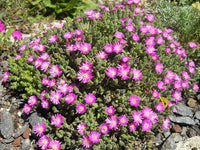 Drosanthemum Hispidum Blumensamen zur Aussaat Wildblume Mischung Traditionssorte & ohne Gentechnik Samen Hausgarten