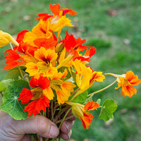 Phoenix Blumensamen zur Aussaat Wildblume Mischung Traditionssorte & ohne Gentechnik Samen Hausgarten