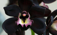 Schwarz Cymbidium Faberi Blumensamen zur Aussaat Garten beliebt Traditionssorte & ohne Gentechnik Samen Hausgarten