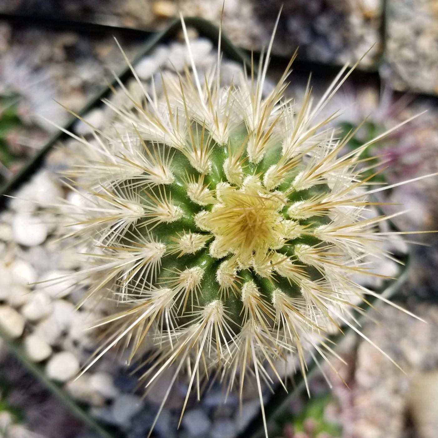 Rot Echinocereus Russanthus Blumensamen zur Aussaat – hochwertige Qualitäts- – Traditionssorte & ohne Gentechnik Samen Hausgarten