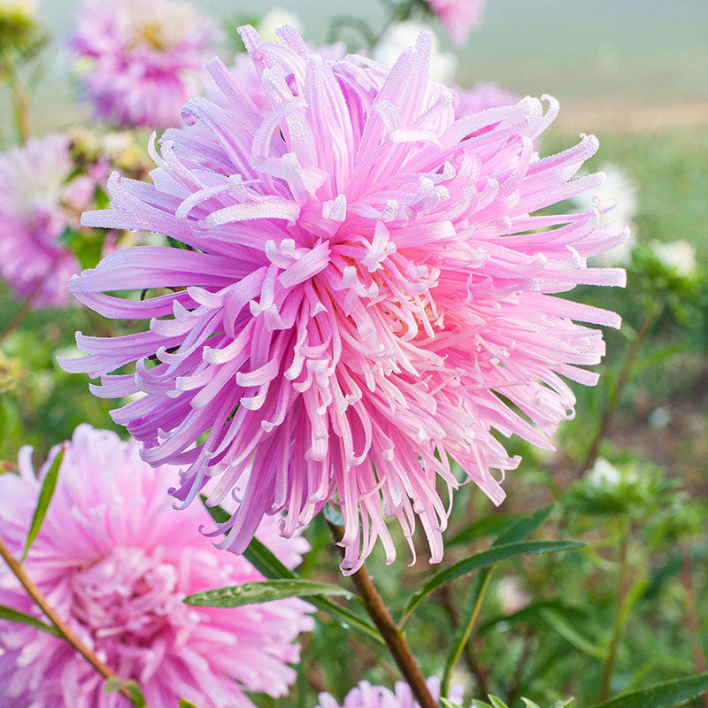 Multi Asters Giants Blumensamen zur Aussaat – Schnitt Blume beliebt – Traditionssorte & ohne Gentechnik Samen Hausgarten