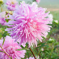 Multi Asters Giants Blumensamen zur Aussaat – Schnitt Blume beliebt – Traditionssorte & ohne Gentechnik Samen Hausgarten