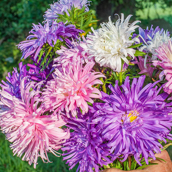 Multi Asters Giants Blumensamen zur Aussaat – Schnitt Blume beliebt – Traditionssorte & ohne Gentechnik Samen Hausgarten