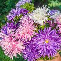 Multi Asters Giants Blumensamen zur Aussaat – Schnitt Blume beliebt – Traditionssorte & ohne Gentechnik Samen Hausgarten