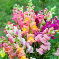 Gemischt Snapdragon Blumensamen zur Aussaat – Anzucht – Traditionssorte & ohne Gentechnik Samen Hausgarten