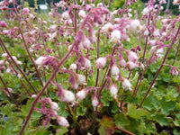Heuchera Pulchella Blumensamen zur Aussaat leuchtend Blüten Traditionssorte & ohne Gentechnik Samen Hausgarten