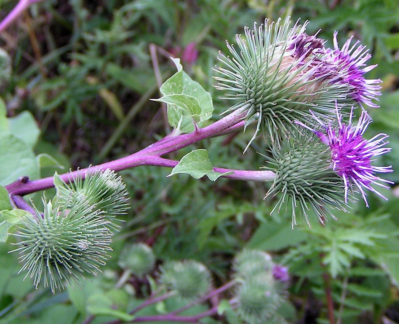 Granjas Bardana Blumensamen zur Aussaat – Wildblume Mischung – Traditionssorte & ohne Gentechnik Samen Hausgarten