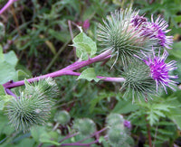 Granjas Bardana Blumensamen zur Aussaat – Wildblume Mischung – Traditionssorte & ohne Gentechnik Samen Hausgarten