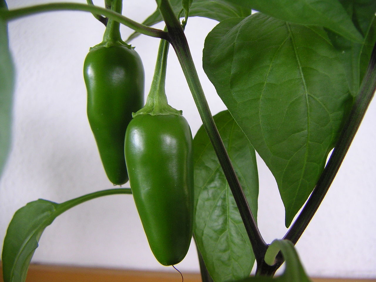 Jalapeno Gemüsesamen zur Aussaat Wildblume Mischung Traditionssorte & ohne Gentechnik Samen Hausgarten