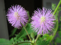 Gemischt Schrankia Uncinata Blumensamen zur Aussaat – Landhaus Garten wichtig – Traditionssorte & ohne Gentechnik Samen Hausgarten