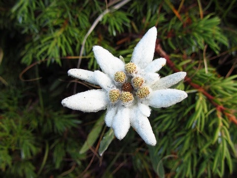 Weiß Edelweiss Blumensamen zur Aussaat Halbschatten verträglich Traditionssorte & ohne Gentechnik Samen Hausgarten