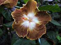Braun Hibiskus Blumensamen zur Aussaat – leuchtend Blüten – Traditionssorte & ohne Gentechnik Samen Hausgarten