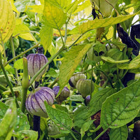 Lila Tomatillo Samen zum Pflanzen