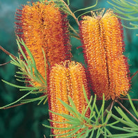 Banksia Blumensamen zur Aussaat farbenfroh Schau Traditionssorte & ohne Gentechnik Samen Hausgarten