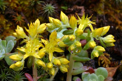 Gelb Stonecrop Blumensamen zur Aussaat – Garten beliebt – Traditionssorte & ohne Gentechnik Samen Hausgarten