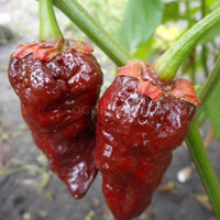 Chocolate Bubblegum Gemüse Samen zum Pflanzen