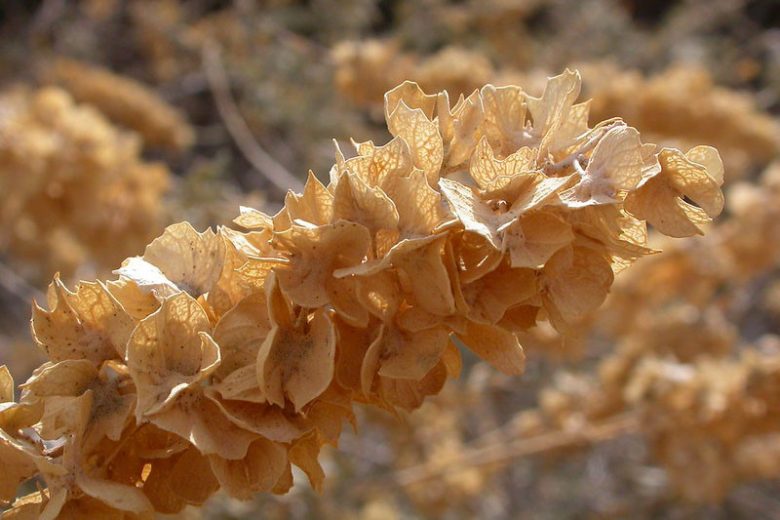 Atriplex Canescens Blumensamen zur Aussaat – leuchtend – Traditionssorte & ohne Gentechnik Samen Hausgarten