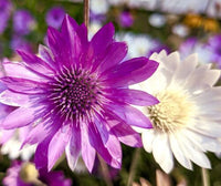 Lavendel Xeranthemum Samen zur Aussaat – einjährige Blume Samen leuchtend Blüten