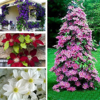 mehrfarbige Waldrebe Blume Vines mehrjährig kletternd Blumensamen zur Aussaat – Garten beliebt – Traditionssorte & ohne Gentechnik Samen Hausgarten