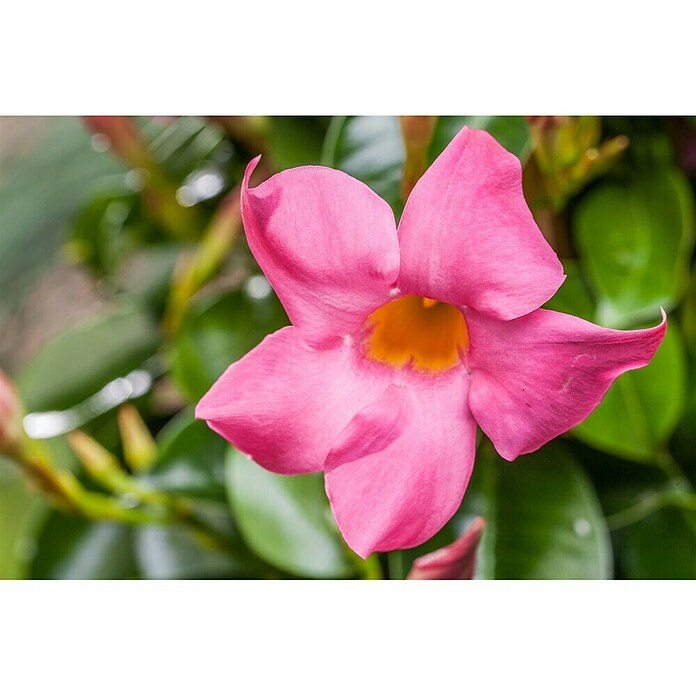Trepadoras Blumensamen zur Aussaat duftend Blüten Traditionssorte & ohne Gentechnik Samen Hausgarten