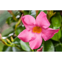 Trepadoras Blumensamen zur Aussaat duftend Blüten Traditionssorte & ohne Gentechnik Samen Hausgarten