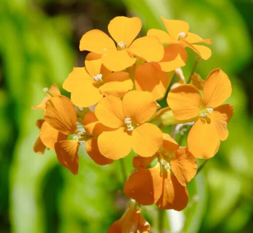 Goldlack Blumensamen zur Aussaat – Bestäuber freundlich – Traditionssorte & ohne Gentechnik Samen Hausgarten