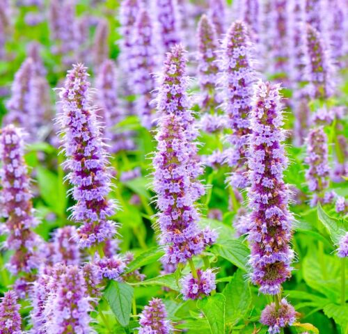 Agastache Mexicana Blumensamen zur Aussaat robust Sorte Traditionssorte & ohne Gentechnik Samen Hausgarten