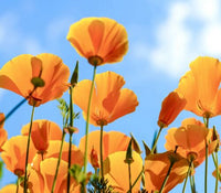 Gelb Eschscholzia Blumensamen zur Aussaat – farbenfroh Schau – Traditionssorte & ohne Gentechnik Samen Hausgarten