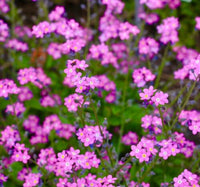 Rosa Myosotis Sylvatica Blumensamen zur Aussaat Halbschatten verträglich Traditionssorte & ohne Gentechnik Samen Hausgarten