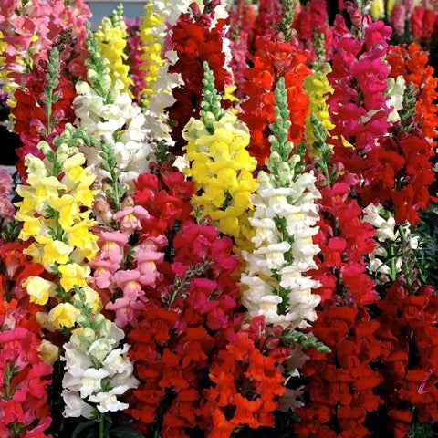 Antirrhinum Blumensamen zur Aussaat Bestäuber freundlich Traditionssorte & ohne Gentechnik Samen Hausgarten