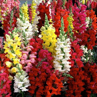 Antirrhinum Blumensamen zur Aussaat Bestäuber freundlich Traditionssorte & ohne Gentechnik Samen Hausgarten